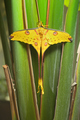 Comet or  moon moth, Argema mittrei, butterfly native to the forests of Madagascar. - PhotoDune Item for Sale