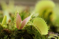 Venus fly trap carnivorous plant, - PhotoDune Item for Sale