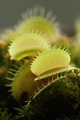 Venus fly trap carnivorous plant, - PhotoDune Item for Sale