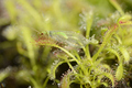 Sundew drosera carnivorous plant detail - PhotoDune Item for Sale