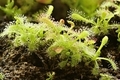 Sundew drosera carnivorous plant detail - PhotoDune Item for Sale