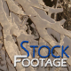 "Winter snowy Branches" FullHD Stock Footage H.264 - VideoHive Item for Sale