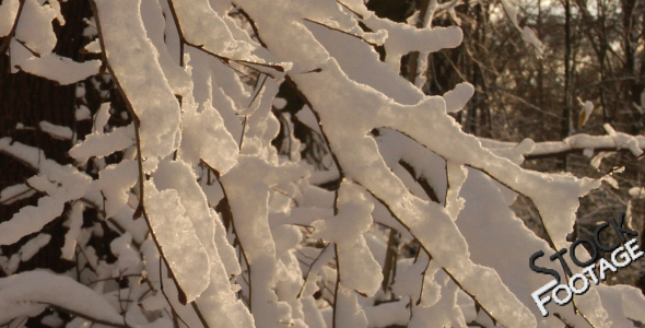 "Winter snowy Branches" FullHD Stock Footage H.264