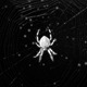 Spooky Spider Web Timelapse - VideoHive Item for Sale