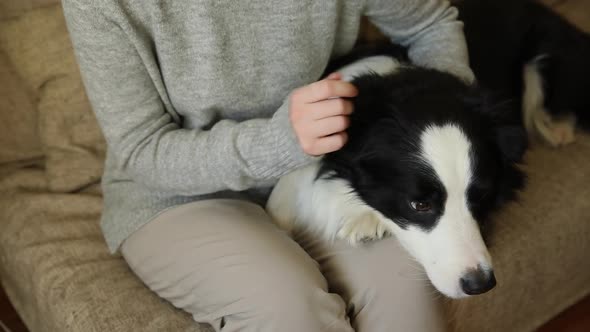 Unrecognizable Woman Playing with Cute Puppy Dog Border Collie on Couch at Home Indoor