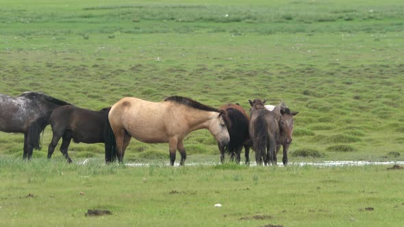 Free Herd of Wild Horses in Vast Grassland