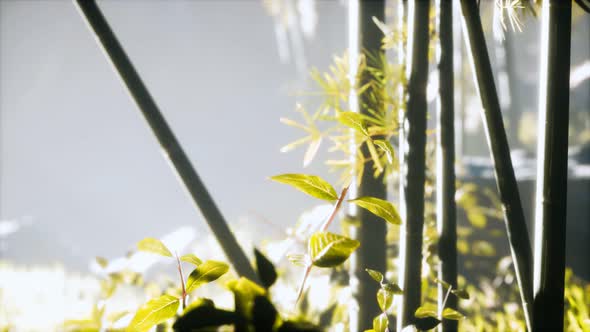 Asian Bamboo Forest with Sunlight