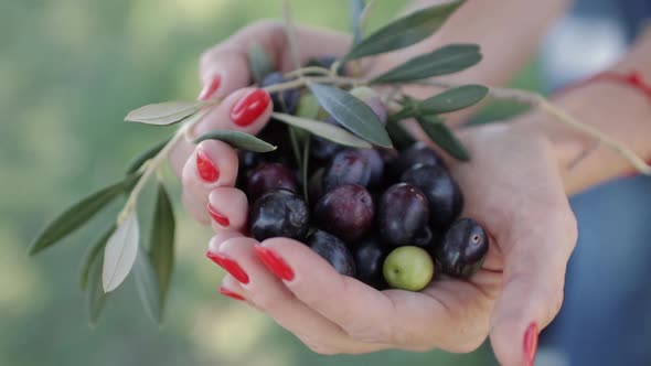 Ripe Black and Green Olives and Leaf in Women's Palms
