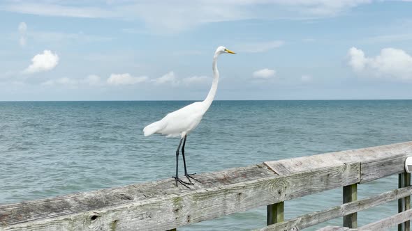 Coastal bird on pier with blue ocean background