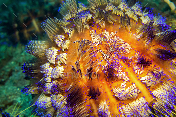 um, Coral Reef, Lembeh, North Sulawesi, Indonesia, Asia