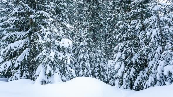 Beautiful Winter Landscape with Snow Covered Trees