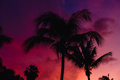 coconut palm tree with sky at sunset - PhotoDune Item for Sale