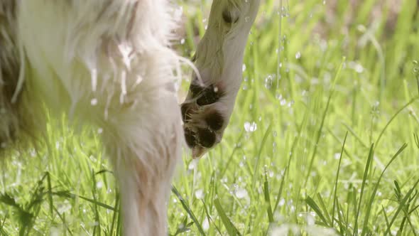 DOG BATHING - Paw and grass on a sunny day with water dripping, slow motion