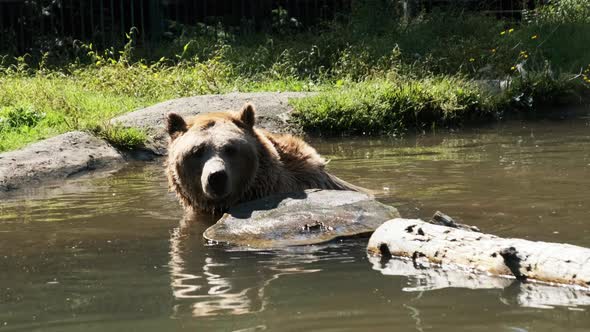 Brown Bear Plays in the Pond in the Reserve and Funny Swimming in the Water