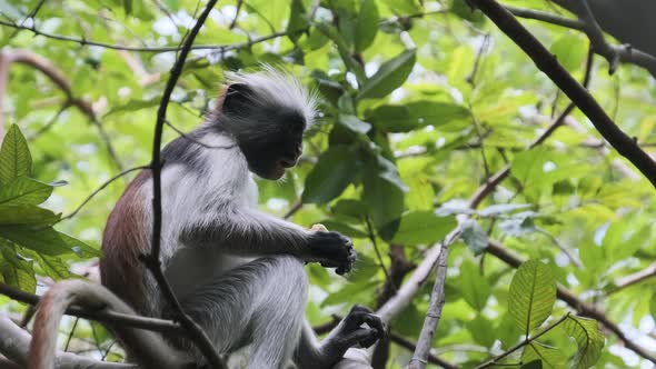 Red Colobus Monkey Sitting on Branch in Jozani Tropical Forest Zanzibar Africa