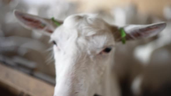 Headshot Portrait of White Bearded Goat Sniffing Camera Leaning on Wooden Fence Indoors