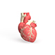 3D model of Human Heart - 3DOcean Item for Sale