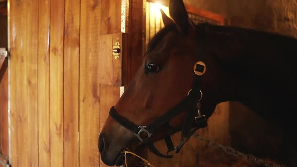 A Dark Brown Horse Looking Out From The Window Of The Stall View Of Horse Stable