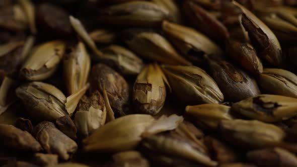 Rotating shot of barley and other beer brewing ingredients - BEER BREWING 