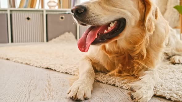 Golden Retriever Dog at Home