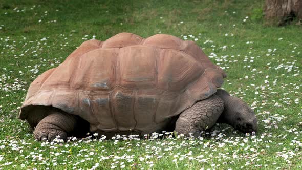 Galapagos Tortoise Eating