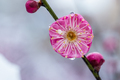 red plum blossom in winter - PhotoDune Item for Sale