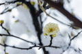 green plum blossom in winter - PhotoDune Item for Sale