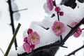 red plum blossom in ice and snow - PhotoDune Item for Sale