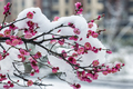 red plum blossoms bloom in cold winter - PhotoDune Item for Sale