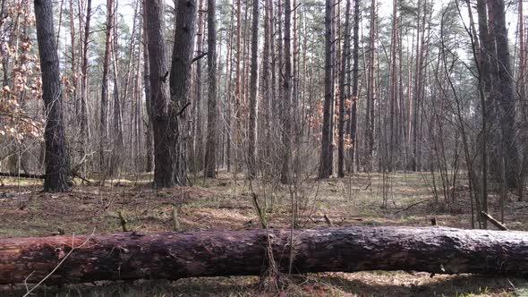 Trees in a Pine Forest During the Day Aerial View