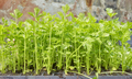 Close up picture of celery seedlings - PhotoDune Item for Sale