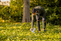 Committed volunteer cleaning garbage on grass in nature - PhotoDune Item for Sale