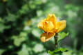 Yellow rose on a green summer background - PhotoDune Item for Sale