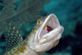 Hunting Lizard Fish - PhotoDune Item for Sale