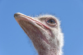 Ostrich - PhotoDune Item for Sale
