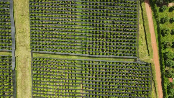 Aerial view of Kampot pepper plantation, Phnom Voar mountain, Cambodia.