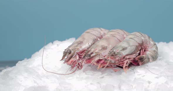 Frozen Shrimp On Ice At Seafood Section Of Supermarket. - close up slider