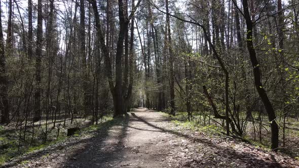 Aerial View of the Road Inside the Forest