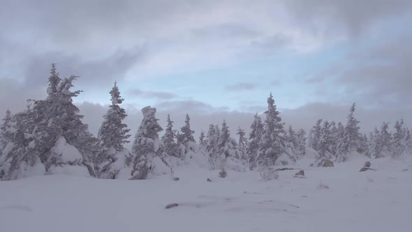 Dark Clouds Pass Over Snowy Forest. Feeling of Bad Weather and Approach of Hurricane