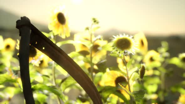 Old Vintage Style Scythe and Sunflower Field