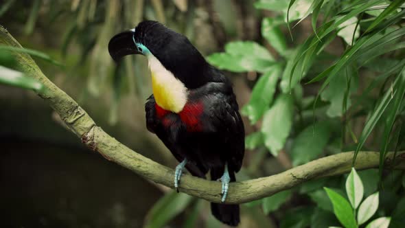 Wild Tucan Grooming