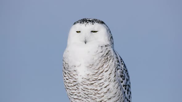 Snowy Owl turns head and squints