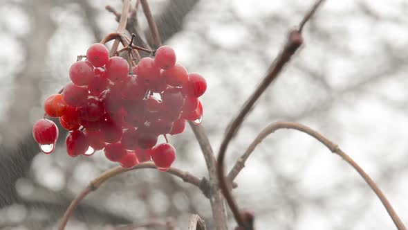 Guelder Rose