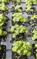 Close up picture of basil seedlings in a container - PhotoDune Item for Sale