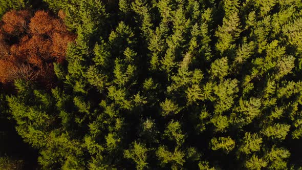 Look down shot of a drone, flying over a green conifer trees forest slowly.