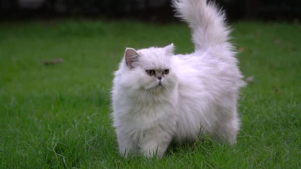 Cute Persian Cat Looking And Walking In The Park