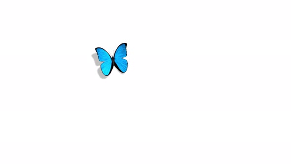 Morpho Menelaus Blue Butterfly