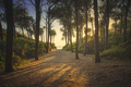 Path in pinewood forest and sea. Marina di Cecina, Maremma Tuscany, Italy - PhotoDune Item for Sale