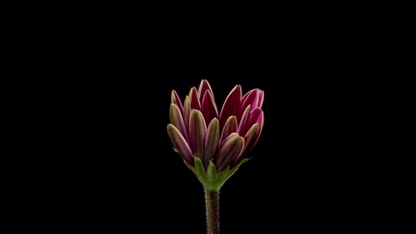 Time Lapse African Daisy Blooming