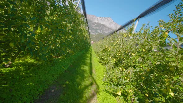 Narrow Aisle on Apple Plantation Leads to Distant Mountain